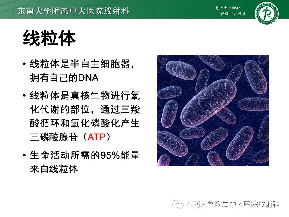 影像PPT - 【PPT】线粒体脑肌病伴高乳酸血症和卒中样发作-6