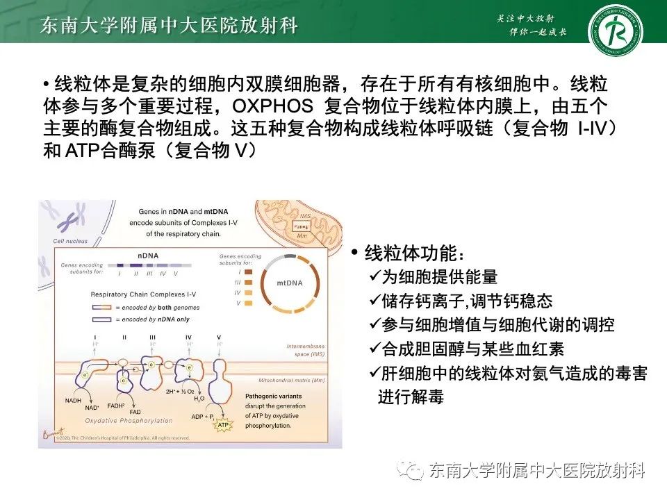 影像PPT - 【PPT】线粒体脑肌病伴高乳酸血症和卒中样发作-7