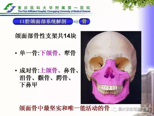 影像PPT - 【PPT】下颌骨解剖及相关疾病影像诊断-3