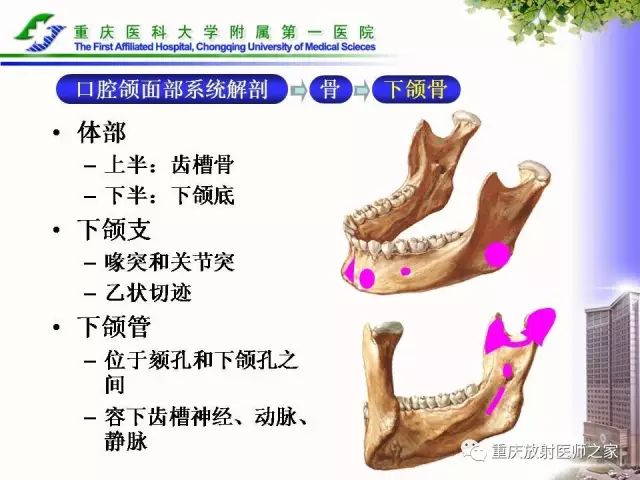 影像PPT - 【PPT】下颌骨解剖及相关疾病影像诊断-4
