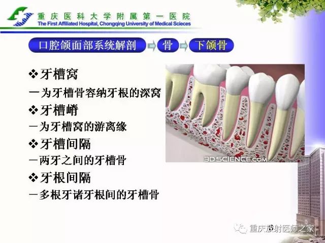 影像PPT - 【PPT】下颌骨解剖及相关疾病影像诊断-6