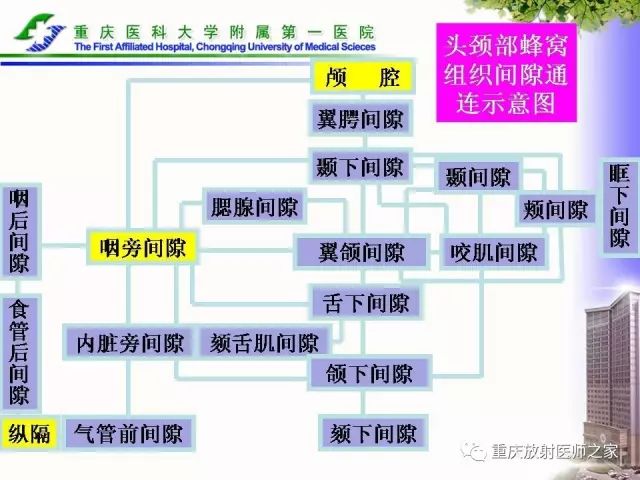 影像PPT - 【PPT】下颌骨解剖及相关疾病影像诊断-14