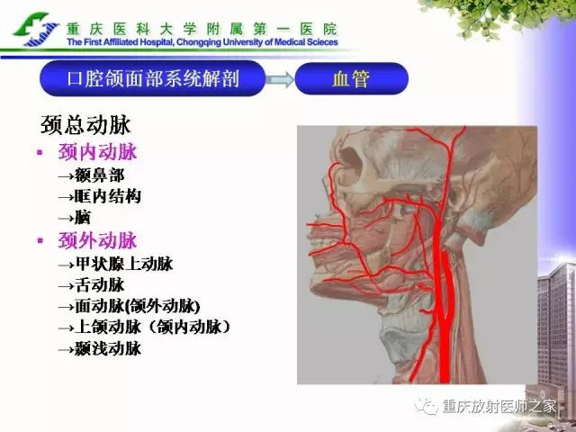 影像PPT - 【PPT】下颌骨解剖及相关疾病影像诊断-16