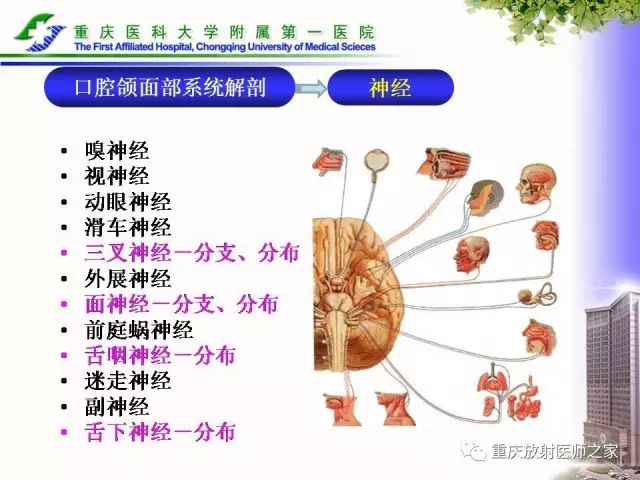 影像PPT - 【PPT】下颌骨解剖及相关疾病影像诊断-19