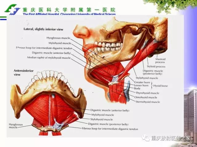影像PPT - 【PPT】下颌骨解剖及相关疾病影像诊断-13