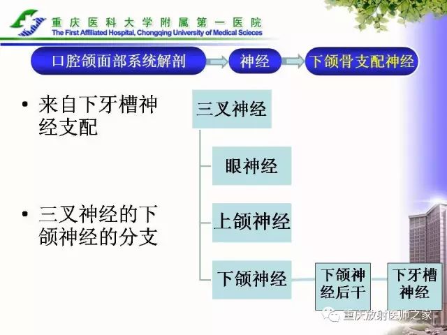 影像PPT - 【PPT】下颌骨解剖及相关疾病影像诊断-20