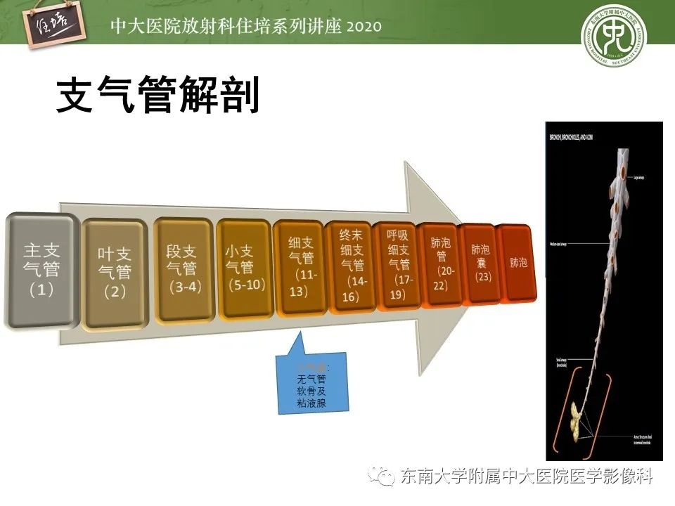 影像PPT - 【PPT】肺内常见影像征象解读 （树芽征、指套征）-4