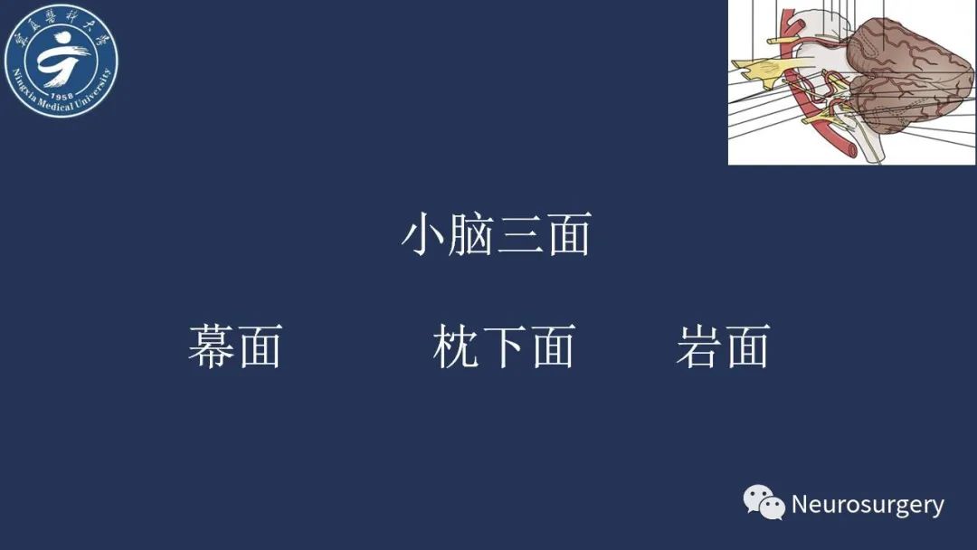 影像PPT - 【PPT】小脑解剖-5