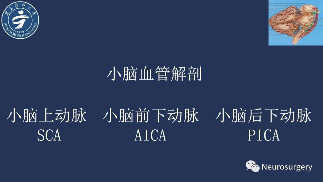 影像PPT - 【PPT】小脑解剖-20