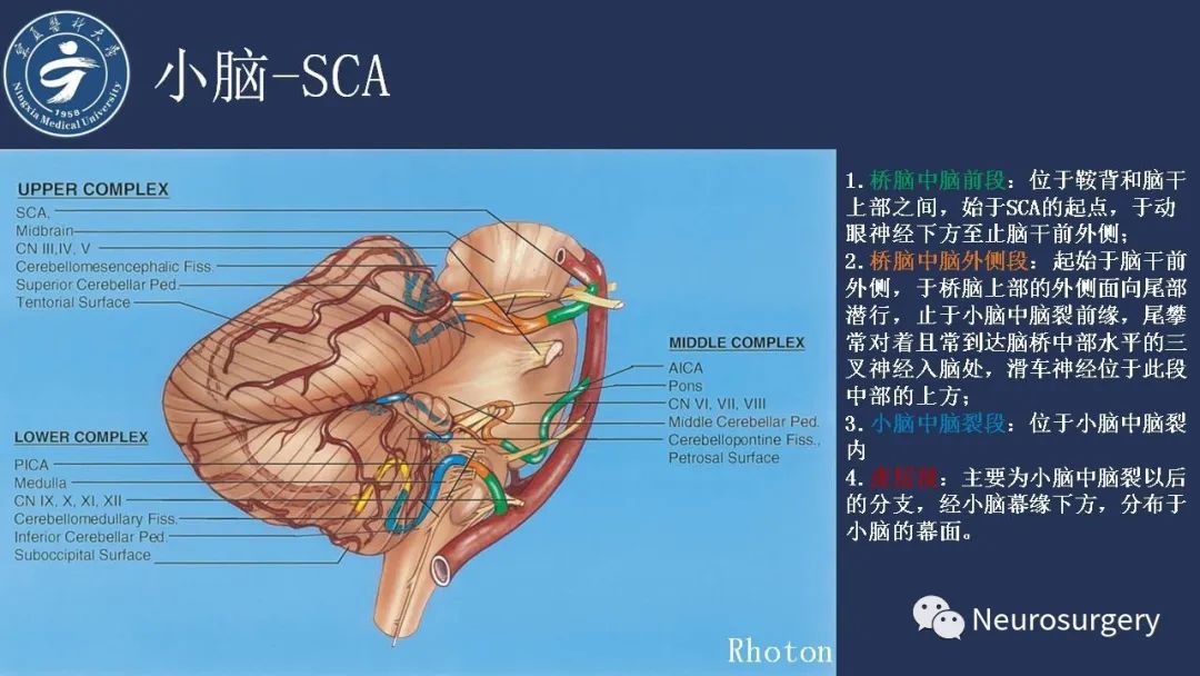 影像PPT - 【PPT】小脑解剖-21