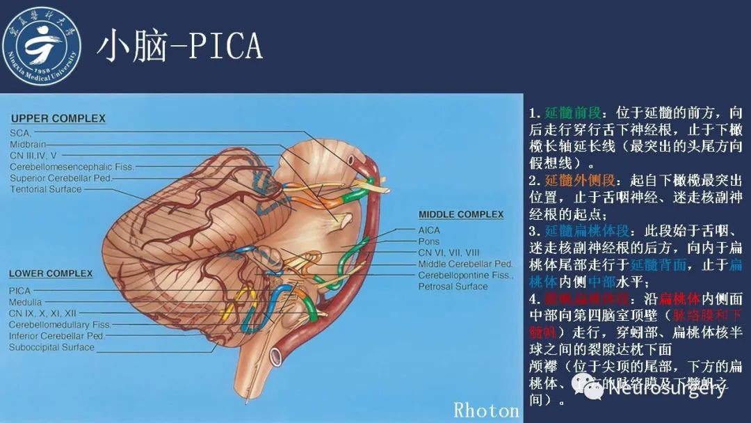 影像PPT - 【PPT】小脑解剖-32
