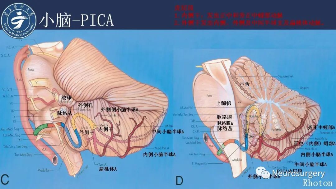 影像PPT - 【PPT】小脑解剖-34