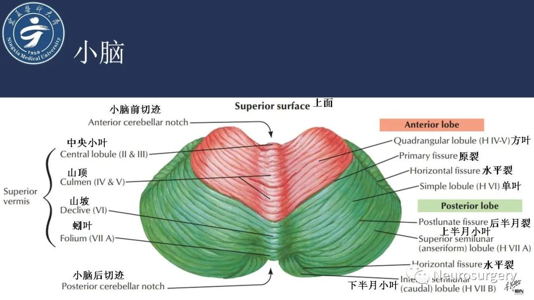 影像PPT - 【PPT】小脑解剖-36