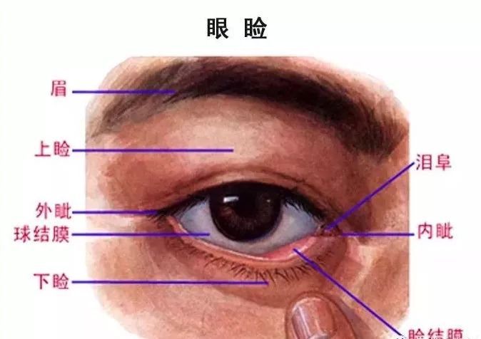 影像PPT - 眼肌及其支配的神经-1 影像PPT - 眼肌及其支配的神经-1