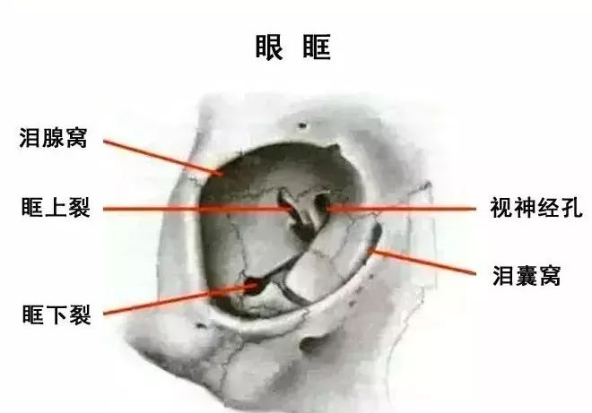 影像PPT - 眼肌及其支配的神经-3 影像PPT - 眼肌及其支配的神经-3