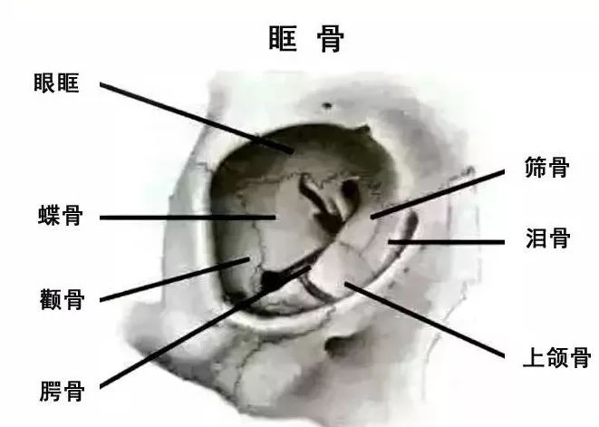 影像PPT - 眼肌及其支配的神经-2 影像PPT - 眼肌及其支配的神经-2