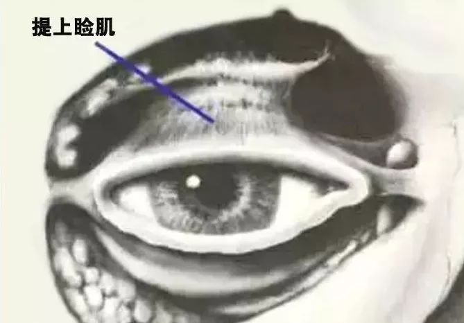 影像PPT - 眼肌及其支配的神经-6 影像PPT - 眼肌及其支配的神经-6