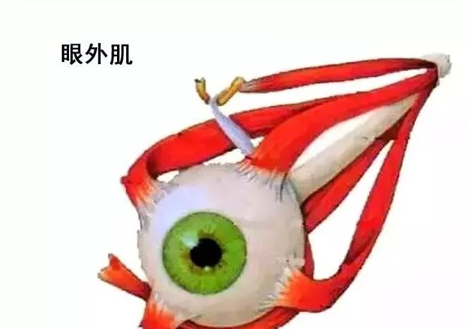 影像PPT - 眼肌及其支配的神经-10 影像PPT - 眼肌及其支配的神经-10