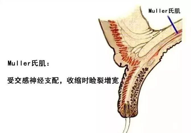 影像PPT - 眼肌及其支配的神经-7 影像PPT - 眼肌及其支配的神经-7