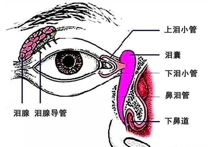 影像PPT - 眼肌及其支配的神经-8 影像PPT - 眼肌及其支配的神经-8