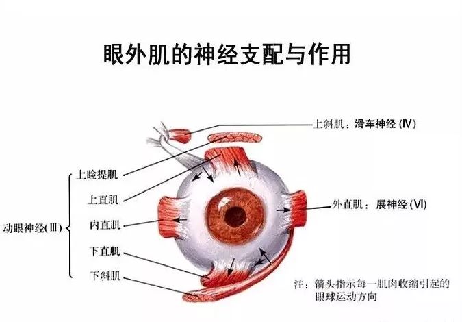 影像PPT - 眼肌及其支配的神经-11 影像PPT - 眼肌及其支配的神经-11