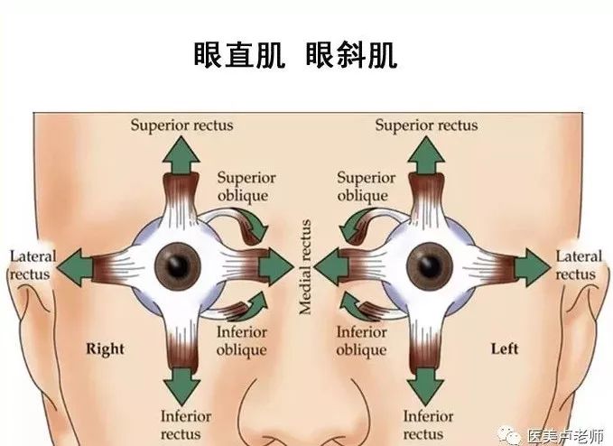 影像PPT - 眼肌及其支配的神经-13 影像PPT - 眼肌及其支配的神经-13