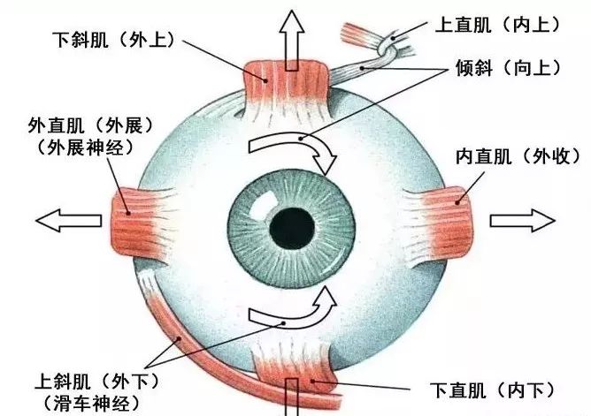 影像PPT - 眼肌及其支配的神经-12 影像PPT - 眼肌及其支配的神经-12