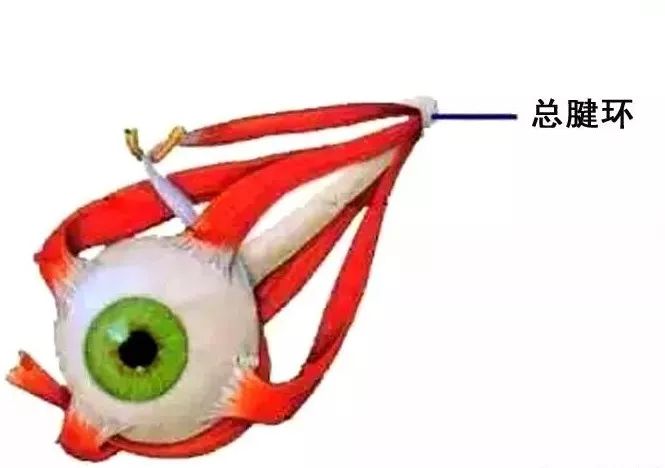 影像PPT - 眼肌及其支配的神经-17 影像PPT - 眼肌及其支配的神经-17