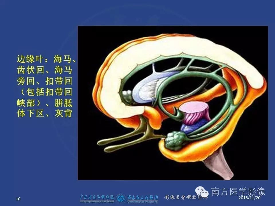 影像PPT - 【PPT】边缘叶脑炎（Limbic encephalitis，LE）-10