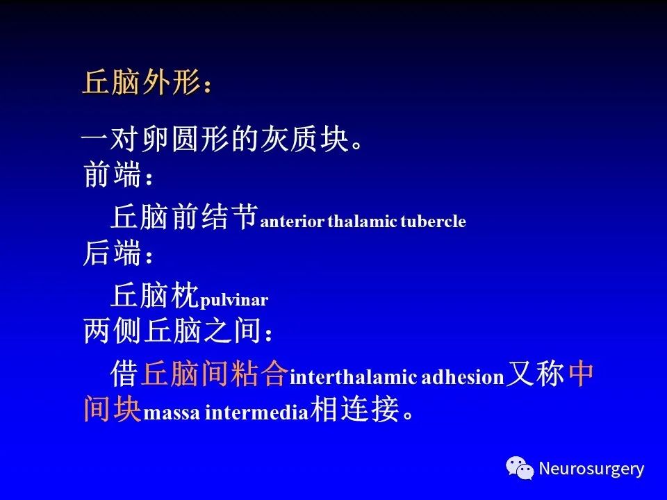 影像PPT - 【PPT】中枢神经系统 间脑-9