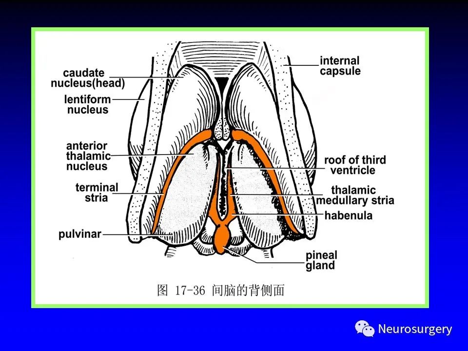影像PPT - 【PPT】中枢神经系统 间脑-8