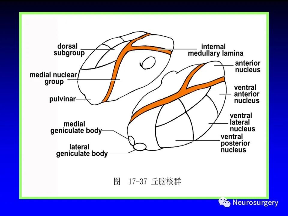 影像PPT - 【PPT】中枢神经系统 间脑-11