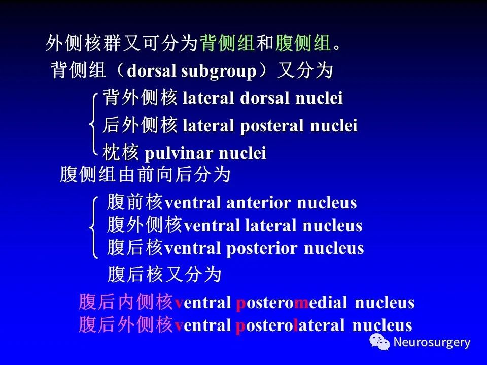 影像PPT - 【PPT】中枢神经系统 间脑-13