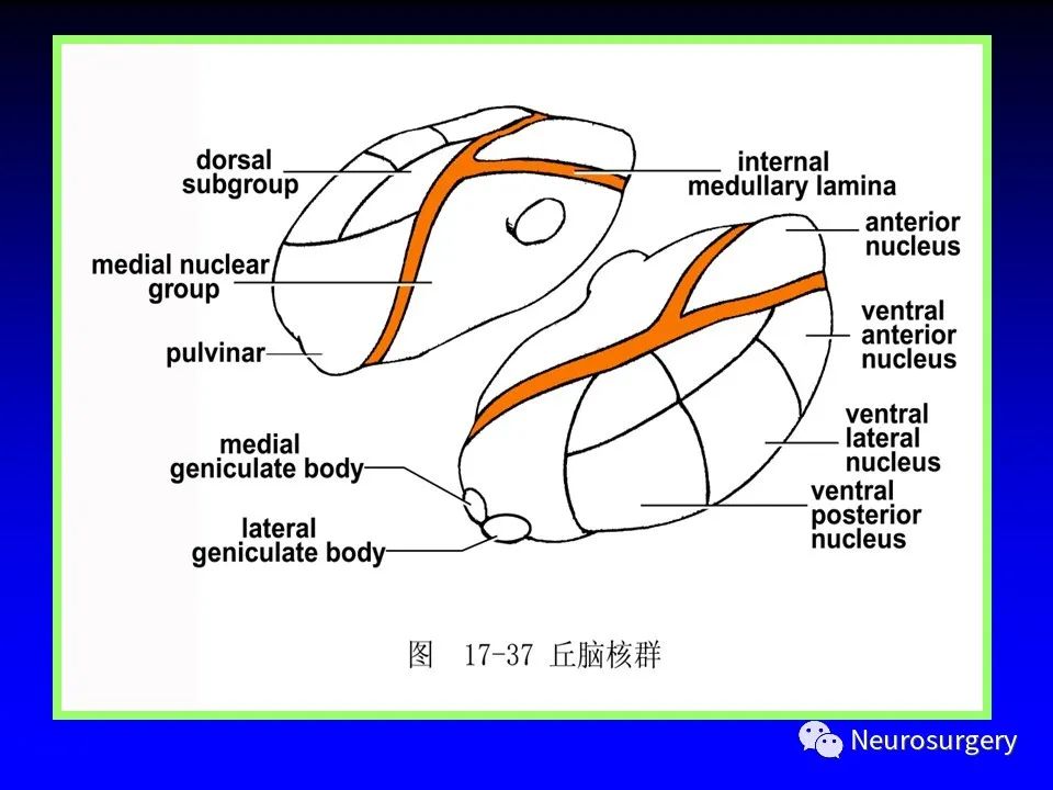 影像PPT - 【PPT】中枢神经系统 间脑-26