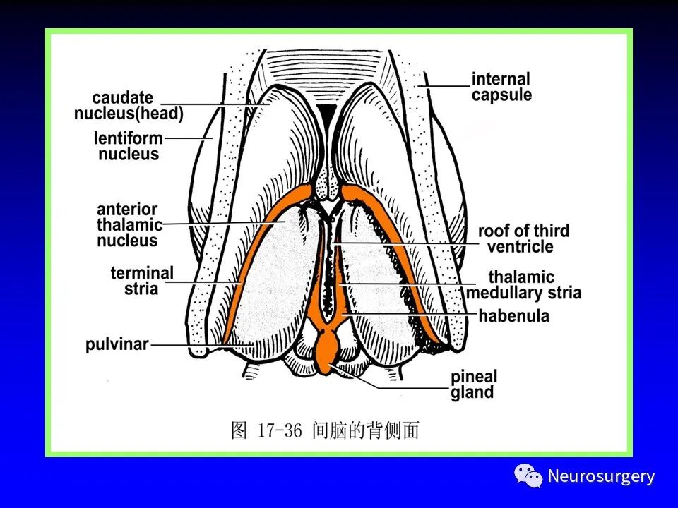 影像PPT - 【PPT】中枢神经系统 间脑-32