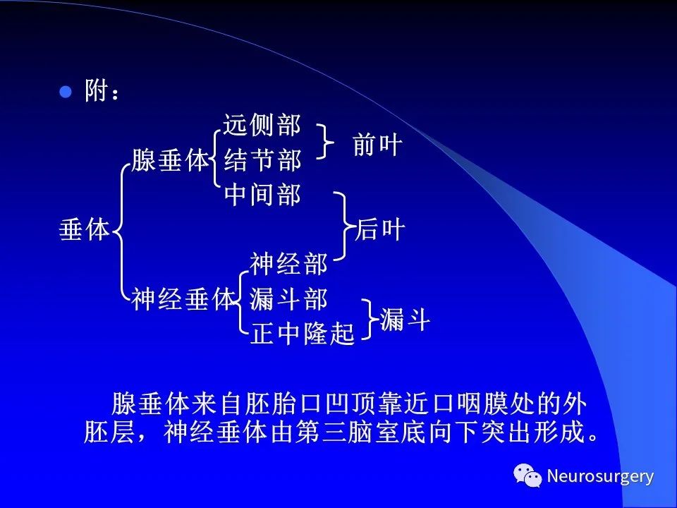影像PPT - 【PPT】中枢神经系统 间脑-40