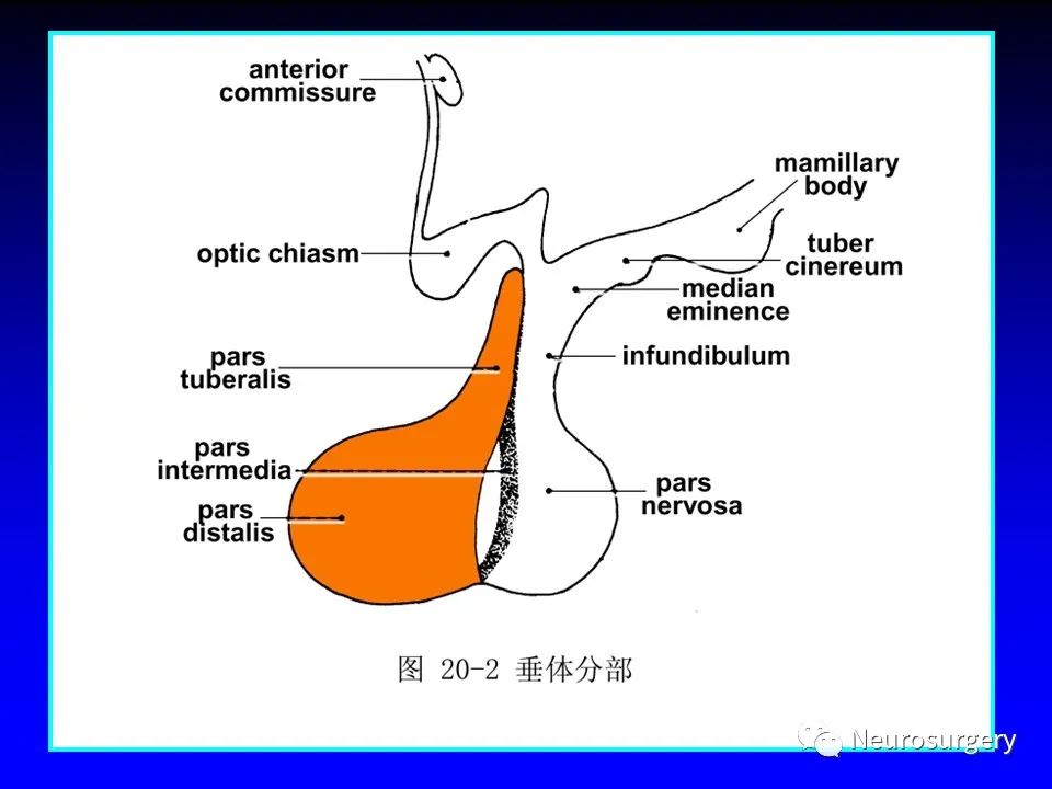 影像PPT - 【PPT】中枢神经系统 间脑-39