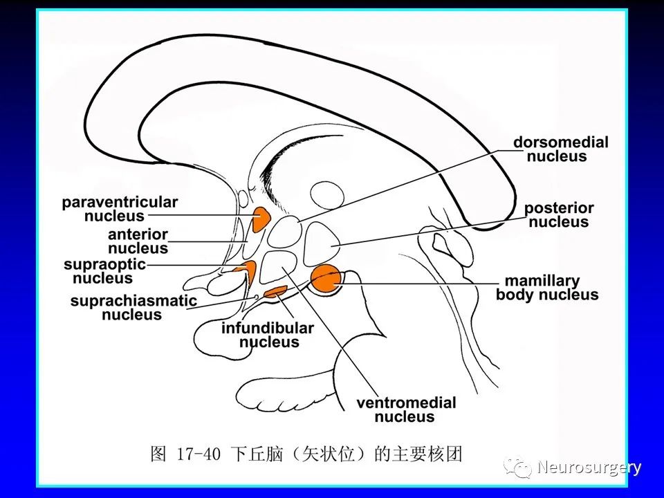 影像PPT - 【PPT】中枢神经系统 间脑-46