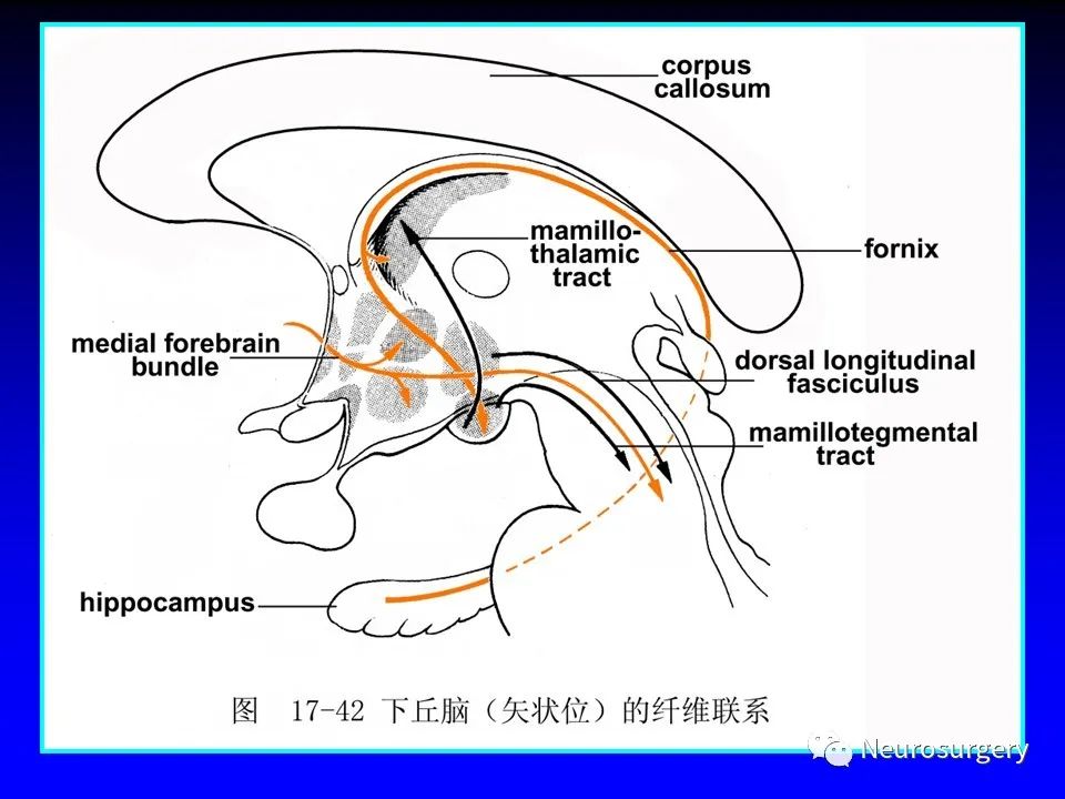 影像PPT - 【PPT】中枢神经系统 间脑-57