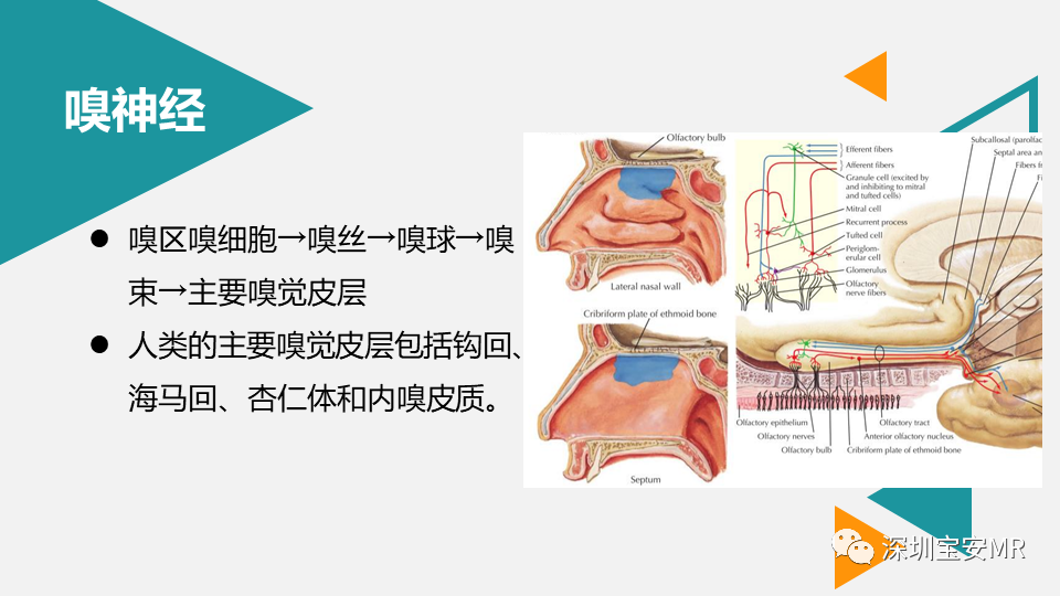 影像PPT - 【PPT】脑神经影像学与相关病变-5