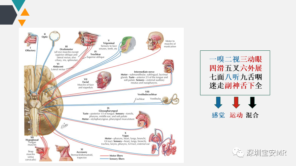 影像PPT - 【PPT】脑神经影像学与相关病变-2