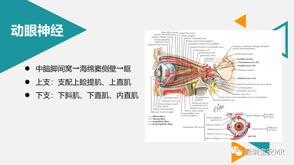 影像PPT - 【PPT】脑神经影像学与相关病变-20