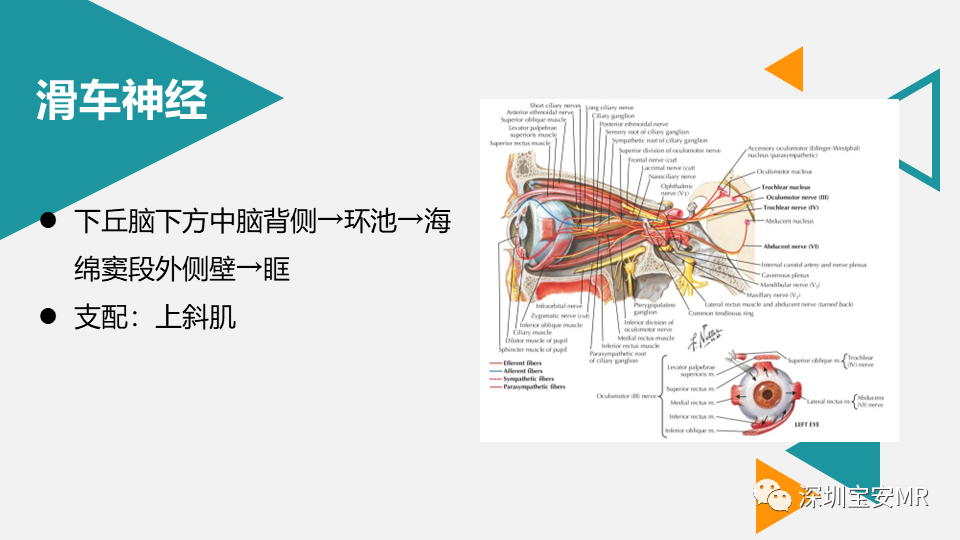 影像PPT - 【PPT】脑神经影像学与相关病变-22