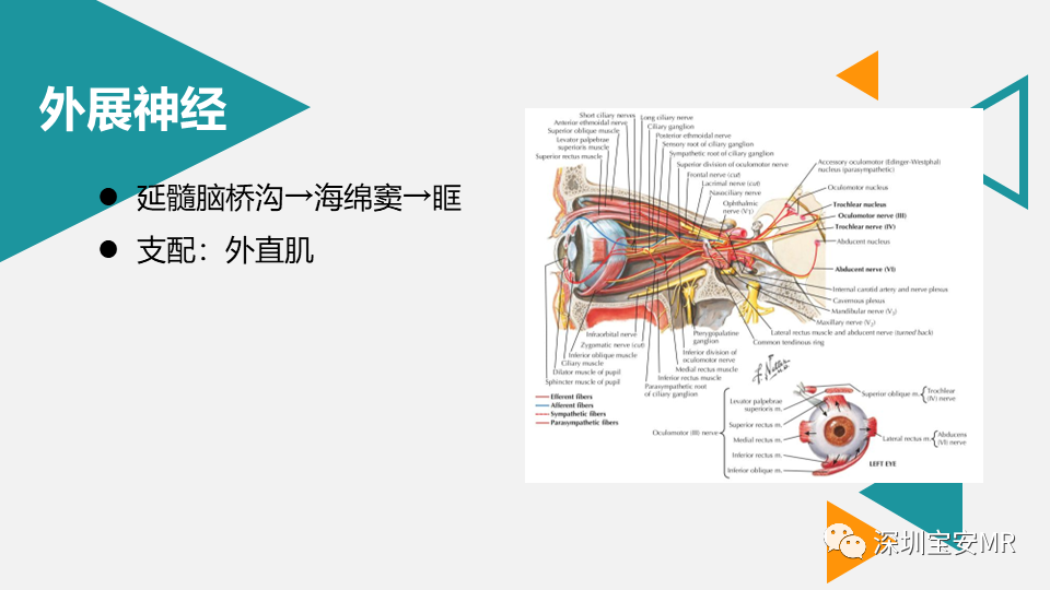 影像PPT - 【PPT】脑神经影像学与相关病变-24