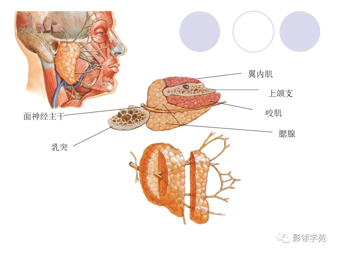 影像PPT - 腮腺及面神经解剖-4 影像PPT - 腮腺及面神经解剖-4