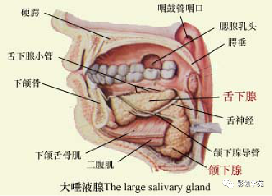 影像PPT - 腮腺及面神经解剖-5 影像PPT - 腮腺及面神经解剖-5