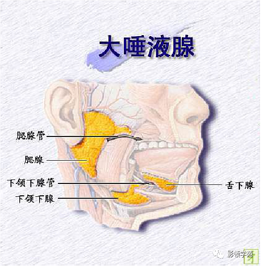 影像PPT - 腮腺及面神经解剖-1 影像PPT - 腮腺及面神经解剖-1