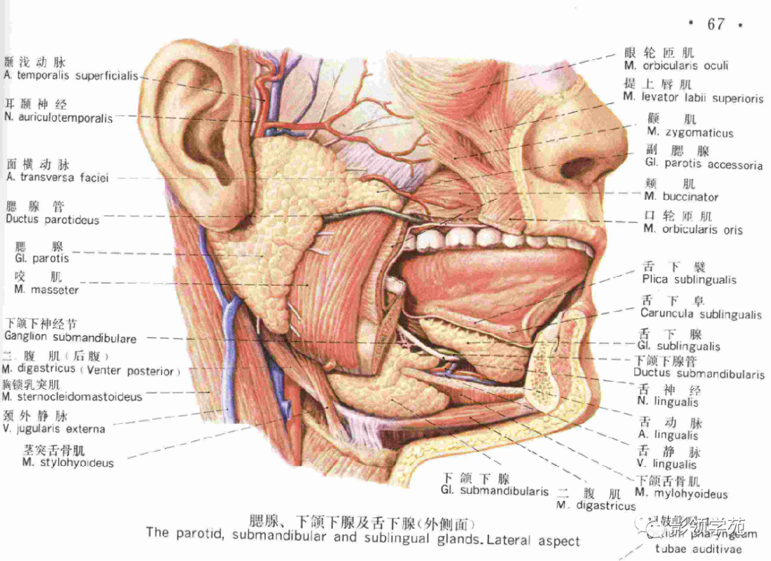 影像PPT - 腮腺及面神经解剖-2 影像PPT - 腮腺及面神经解剖-2