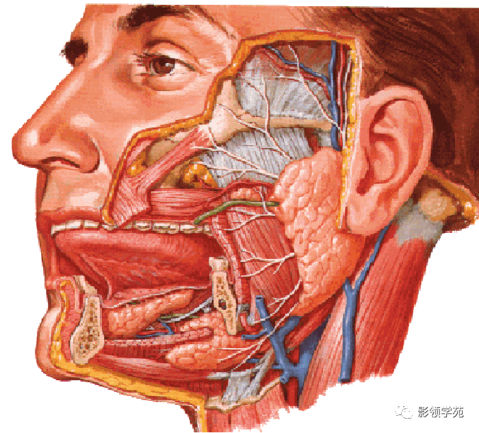影像PPT - 腮腺及面神经解剖-3 影像PPT - 腮腺及面神经解剖-3