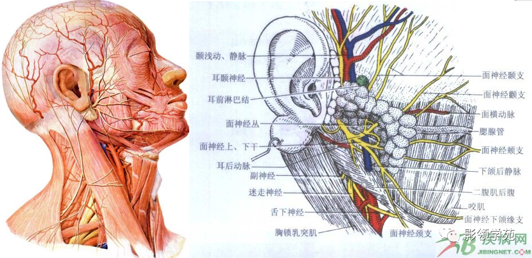 影像PPT - 腮腺及面神经解剖-7 影像PPT - 腮腺及面神经解剖-7